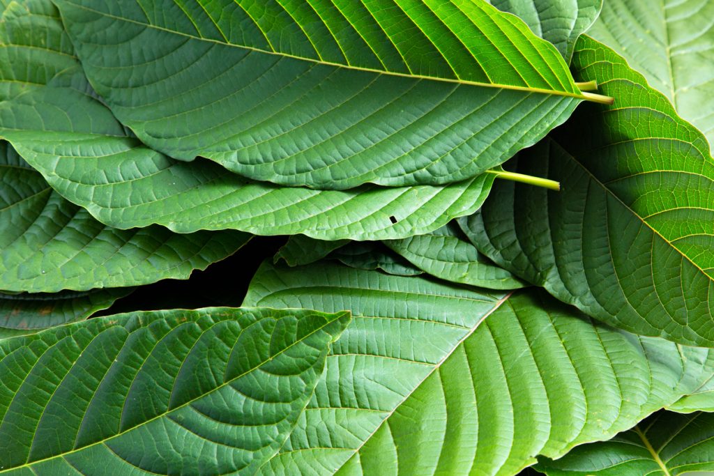 The Stress-Free Solution: Discovering Kratom’s Healing Powers